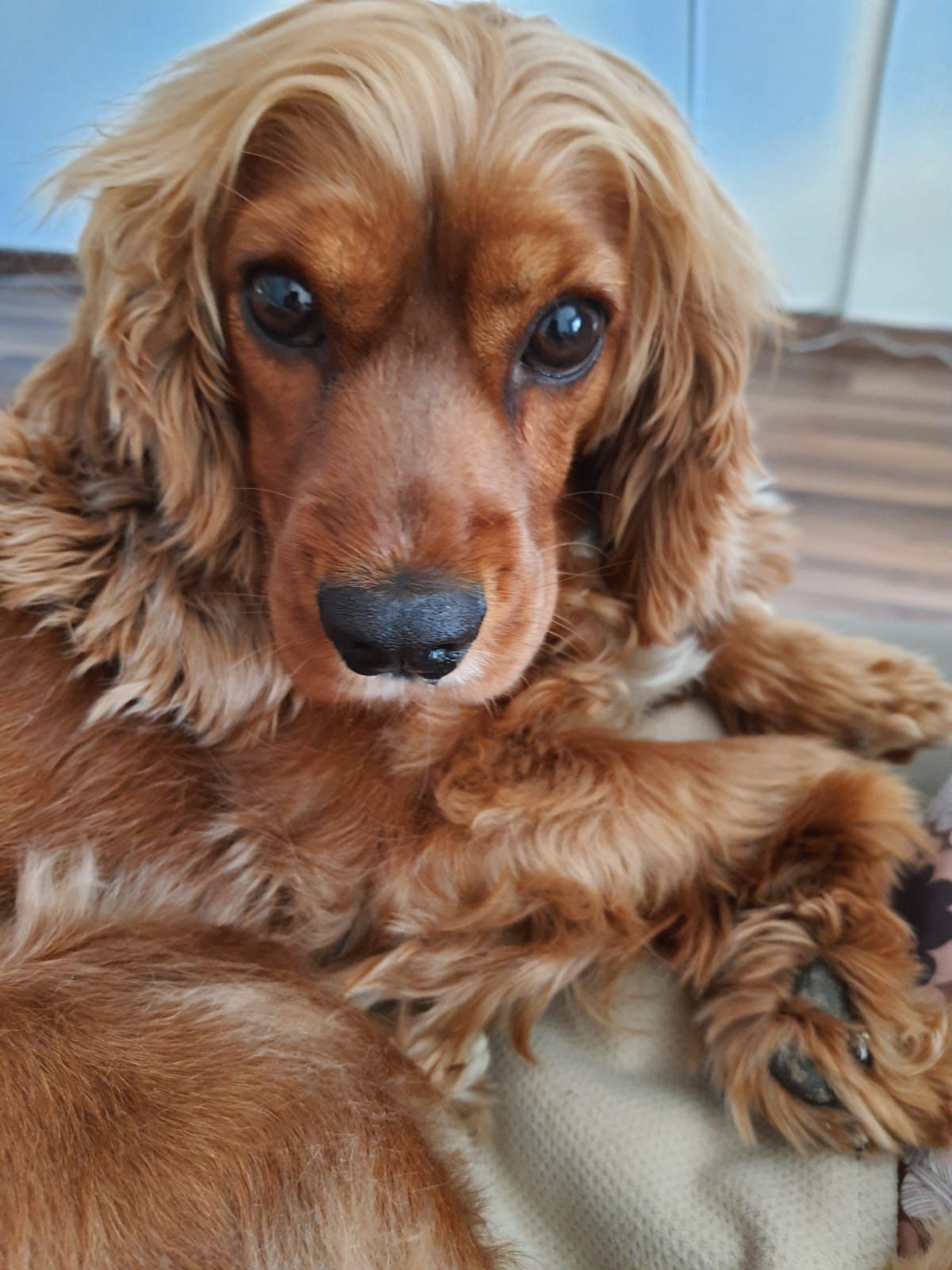 Şila