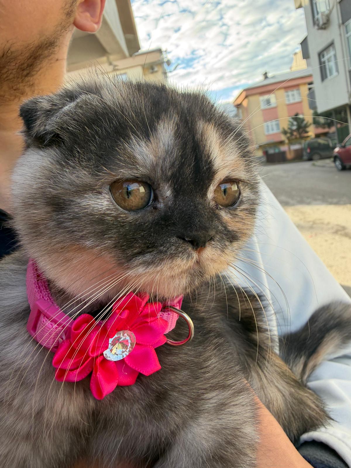 Şila